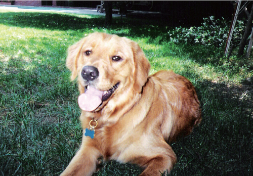 《揭开真相》(七)狗狗-图片2