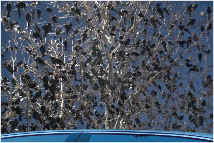 《揭开真相》(二十六)提前预言百万飞鸟到-图片4