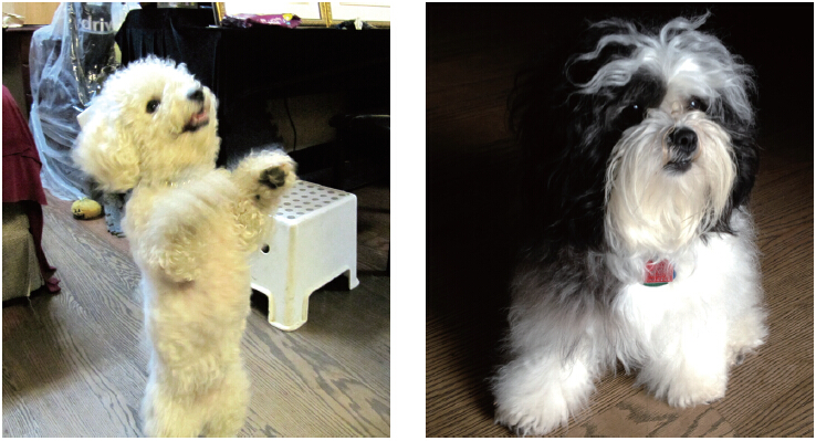 《揭开真相》(二十六)提前预言百万飞鸟到-图片2