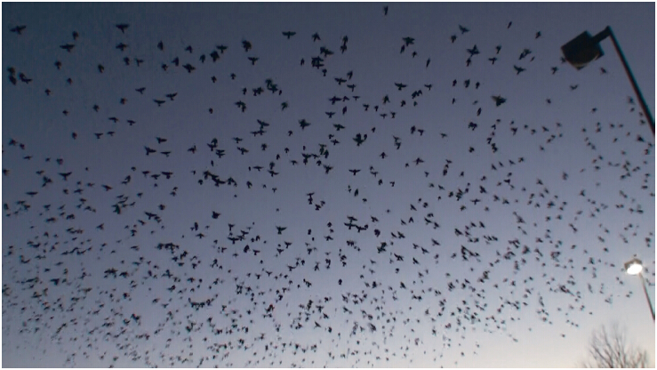 《揭开真相》(二十六)提前预言百万飞鸟到-图片3