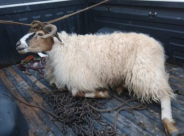 屠刀下的众生会怎么想这个恶魔呢?