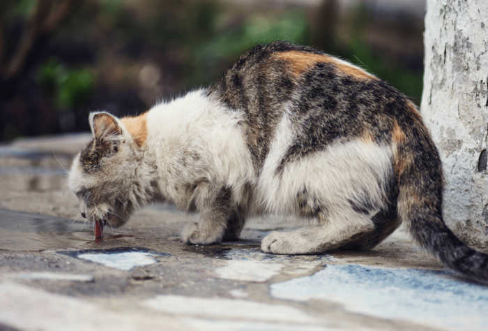 你知道畜牲道的众生多可怜吗?