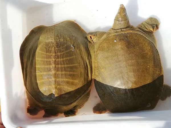 老汉在市场摆大甲鱼不卖钱,却只想送给有缘人