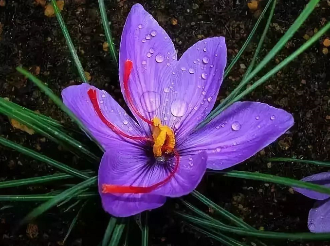 魔强法弱的时代，如何正确选择佛法？