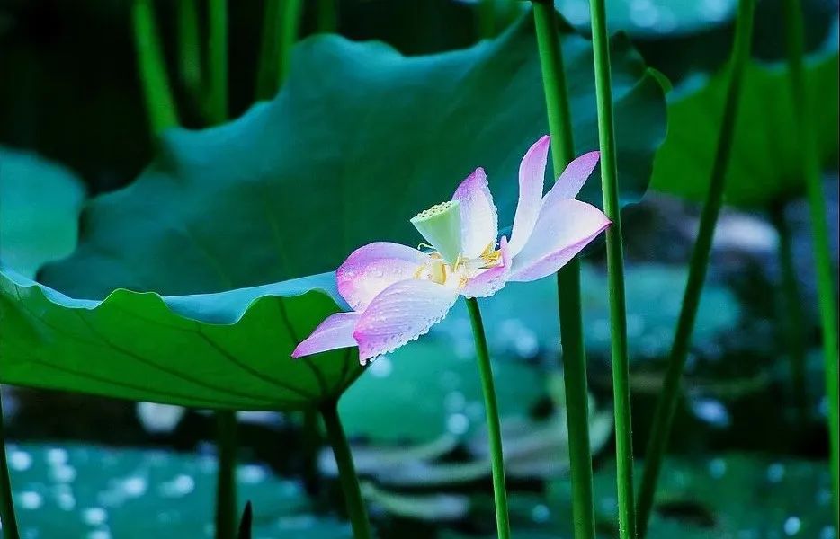 放生有四条原则,您记住了吗