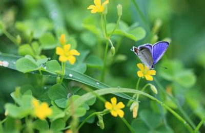 六种食物帮助你延年益寿