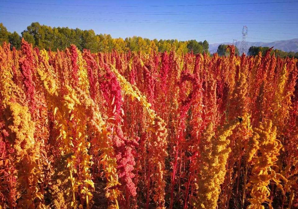 藜麦——三高人群理想食物