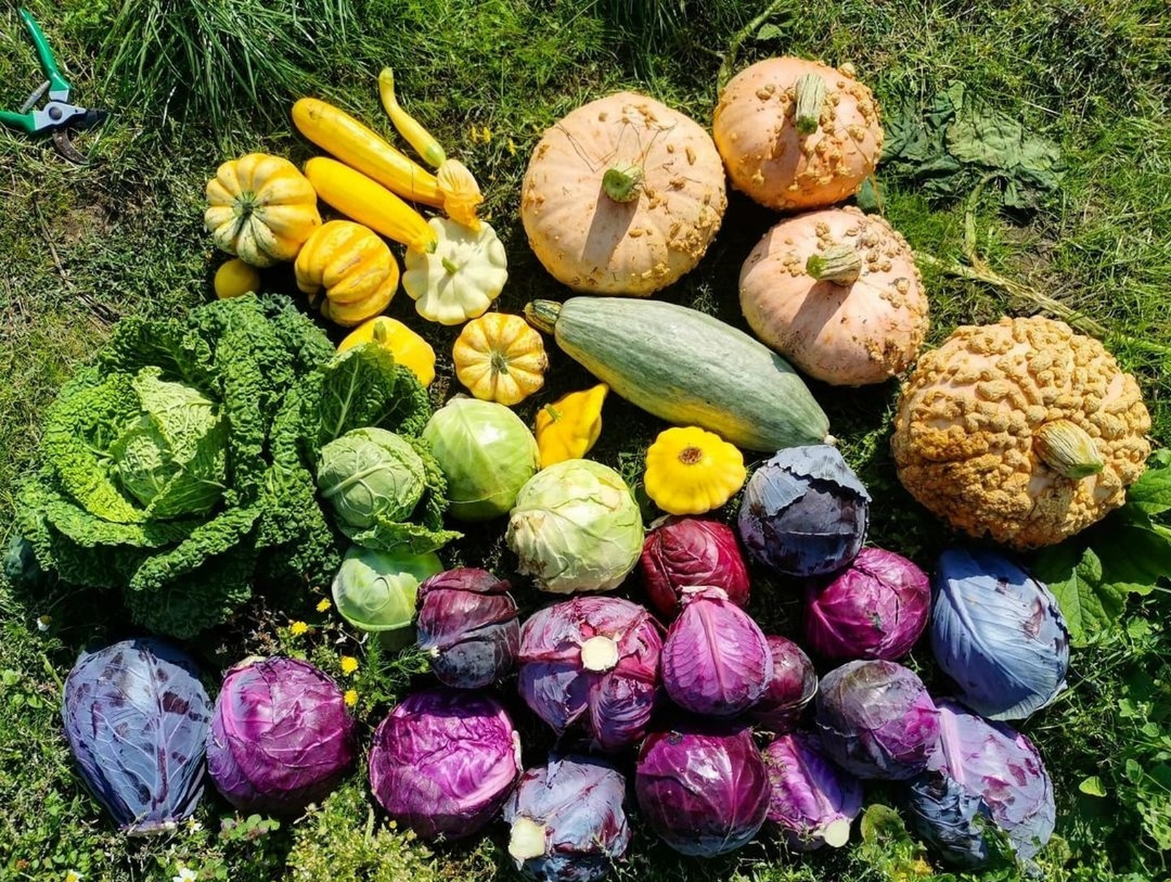 7种素食号称“防癌营养素”