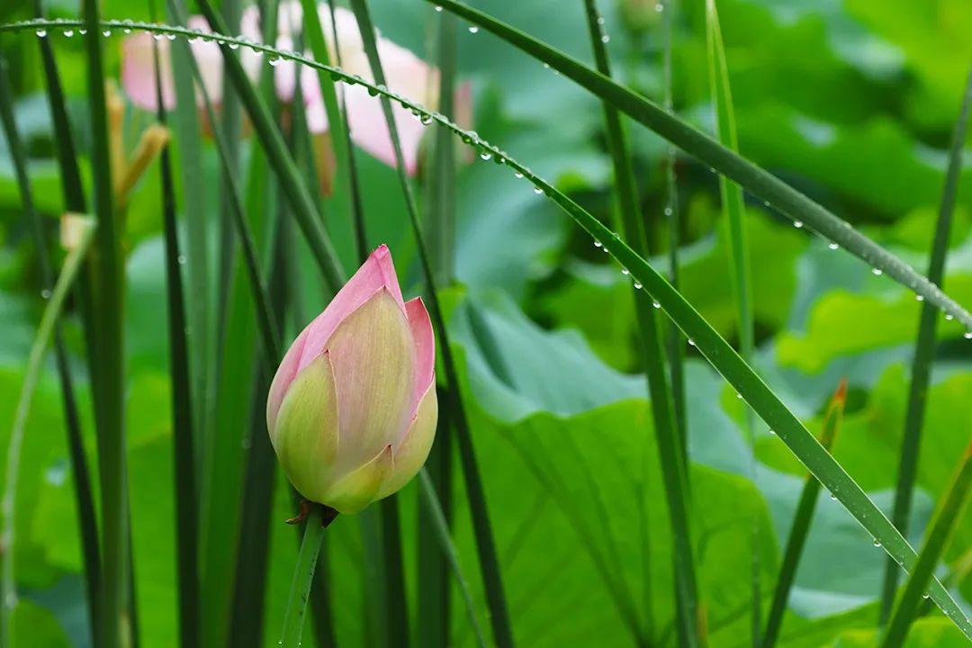 素食让我成为情绪的主人