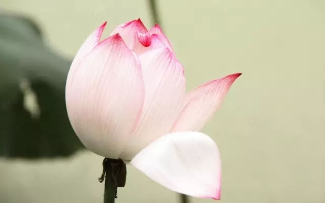 素食者需要注意的五大问题